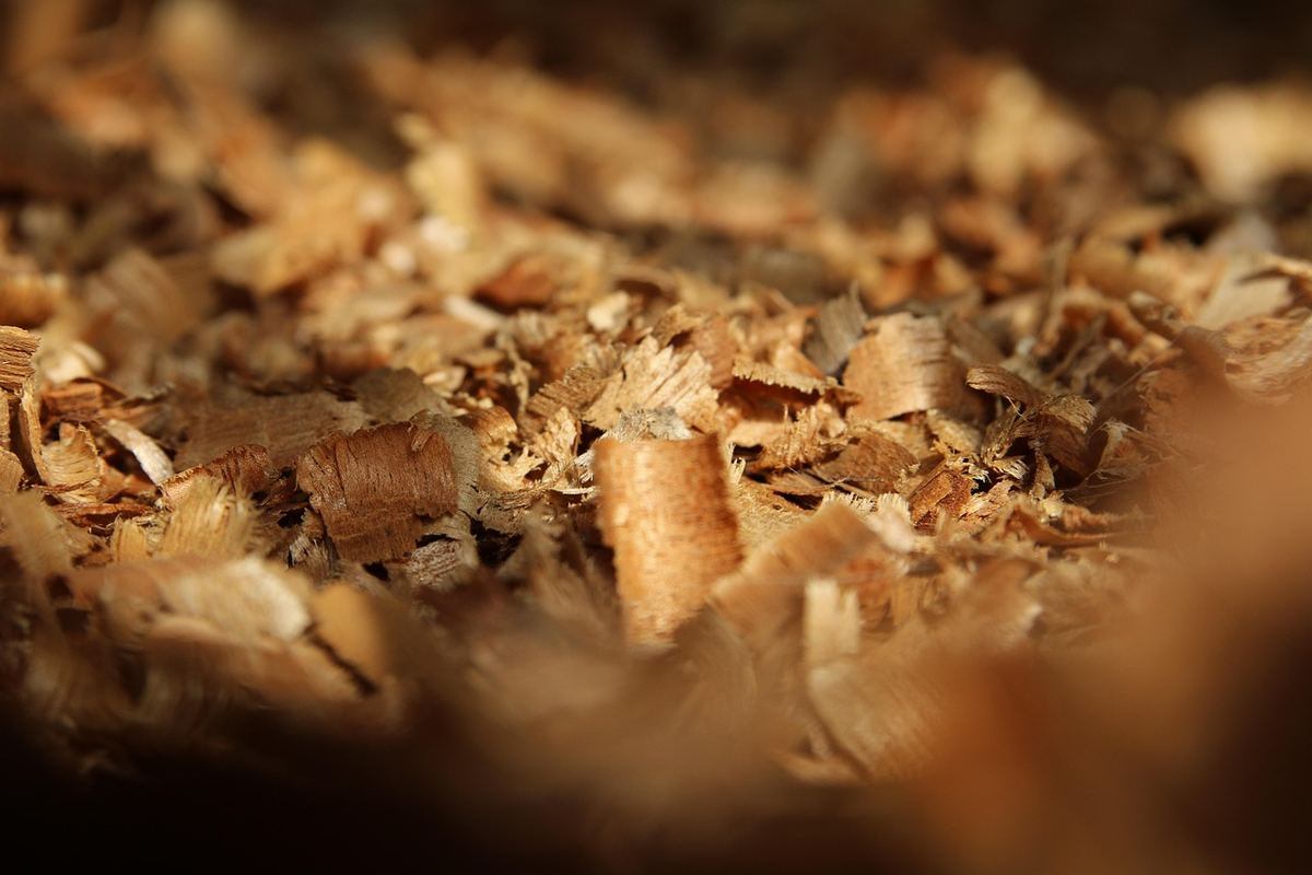 Écorces et copeaux de bois dispersés sur une surface, lumière naturelle Écorces et copeaux de bois dispersés sur une surface, lumière naturelle